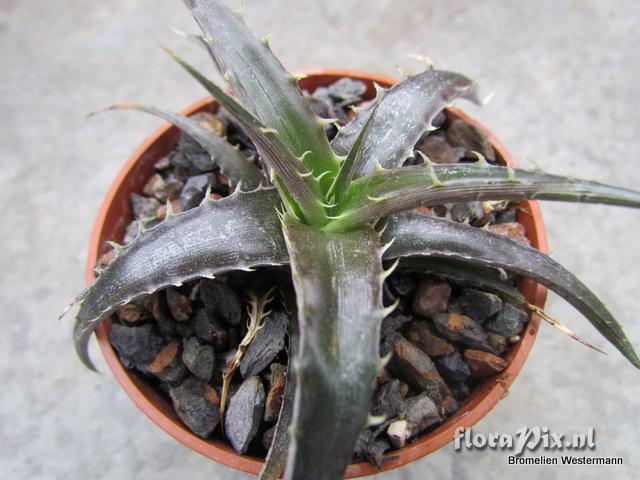 Dyckia species