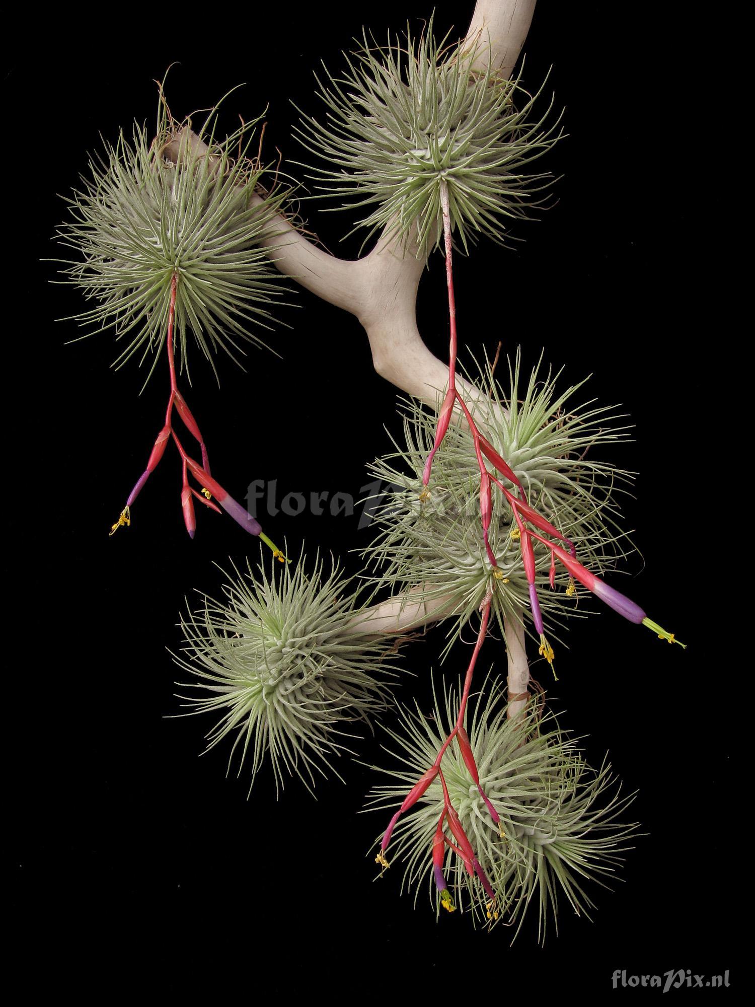 Tillandsia fuchsii var. fuchsii