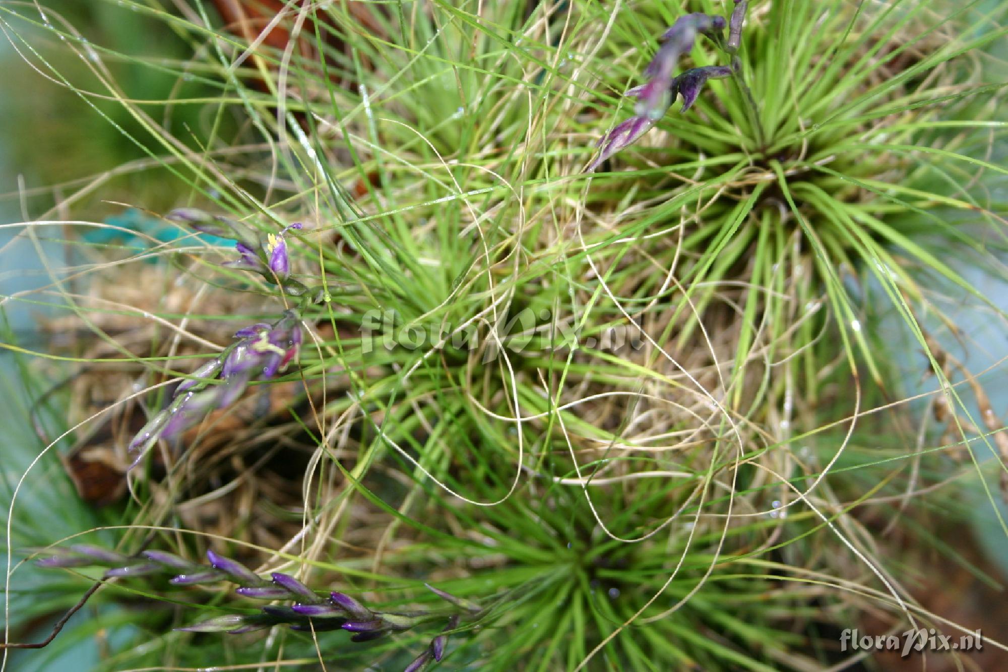 Tillandsia filifolia