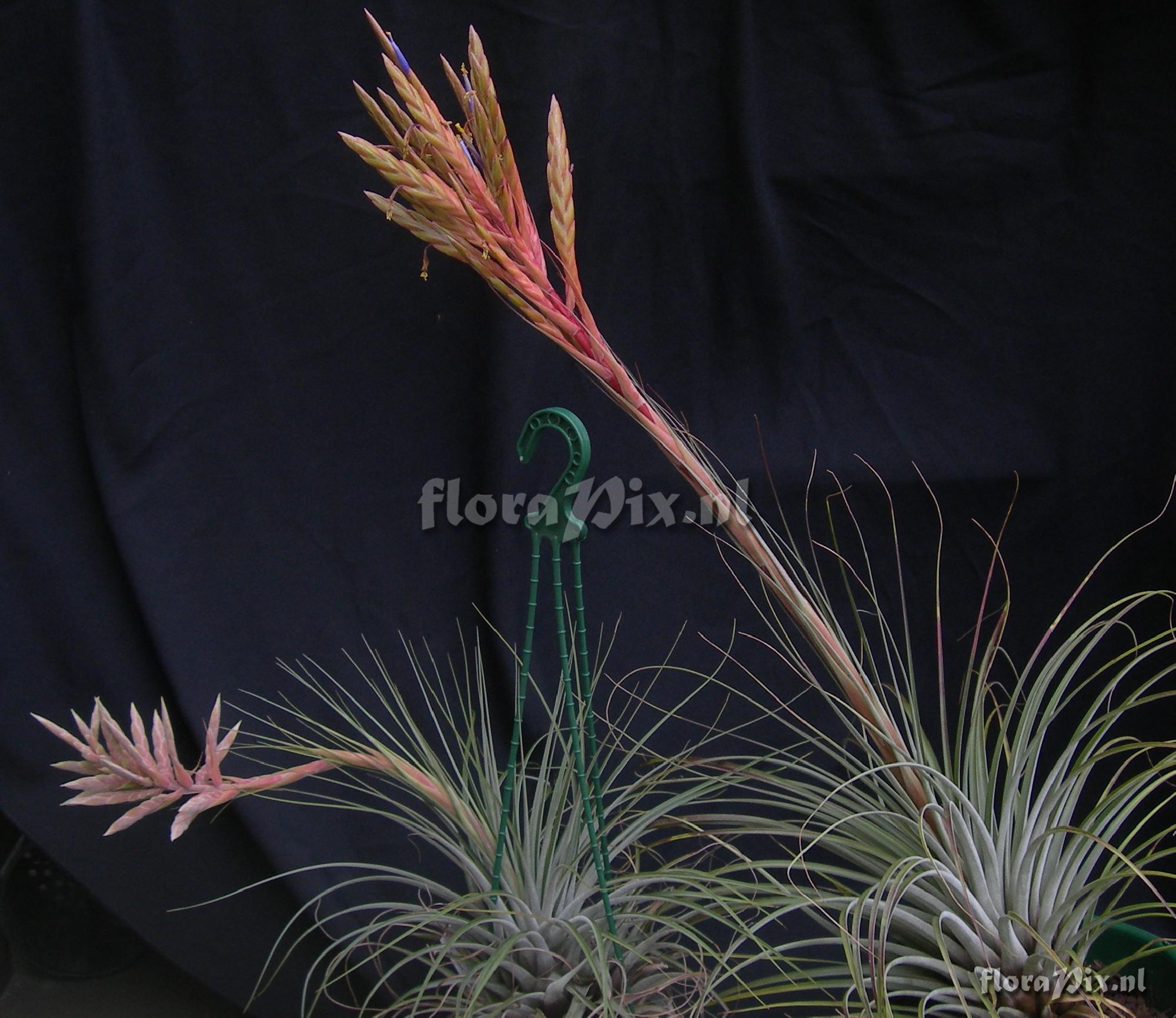 Tillandsia cf hybrid