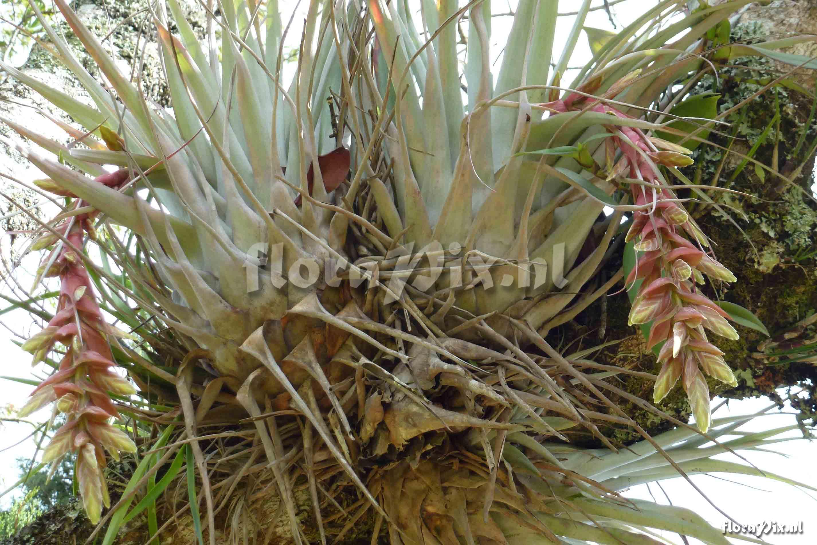 Tillandsia schultzei