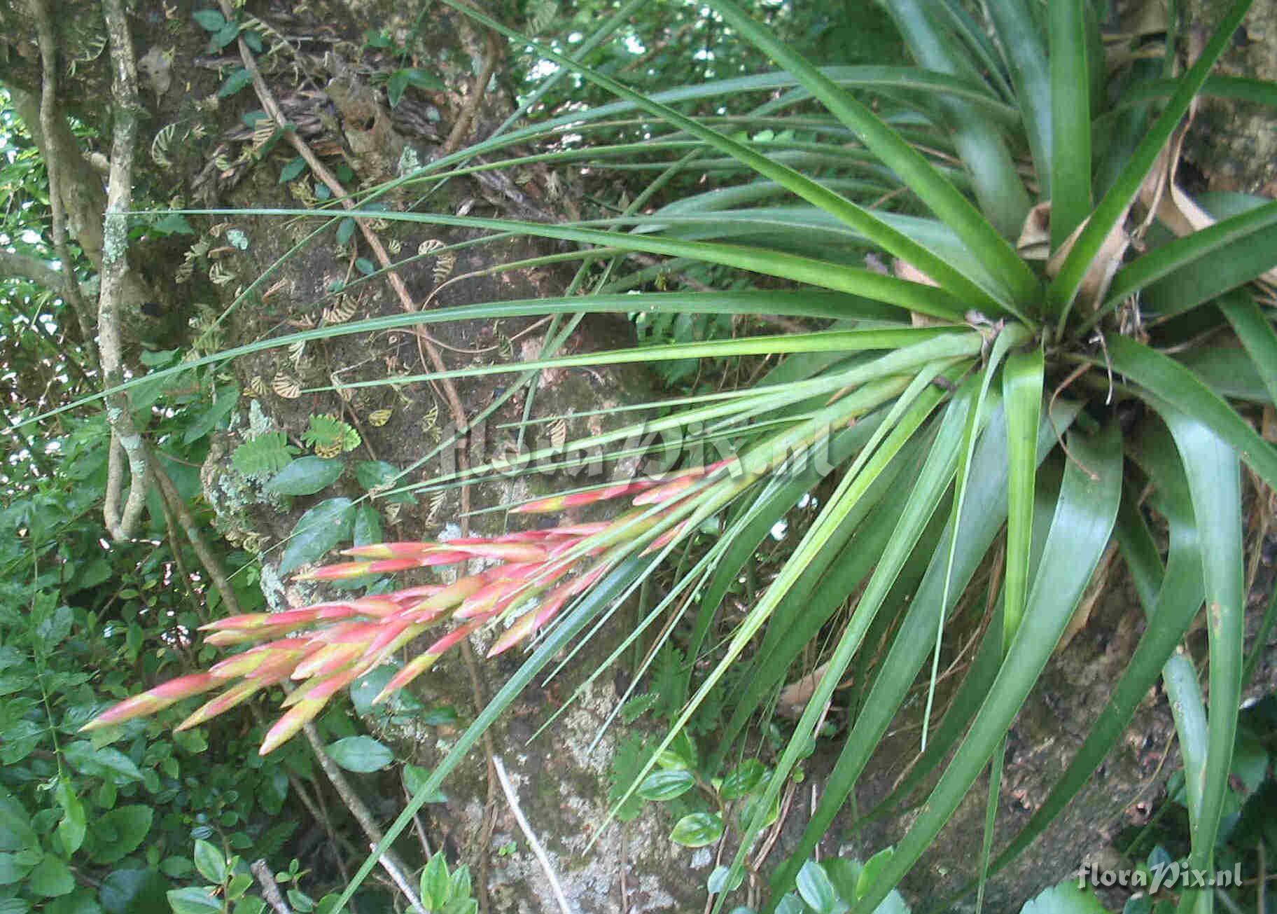 Tillandsia fasciculata x utriculata