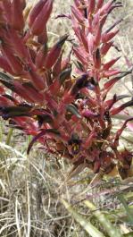pictureY