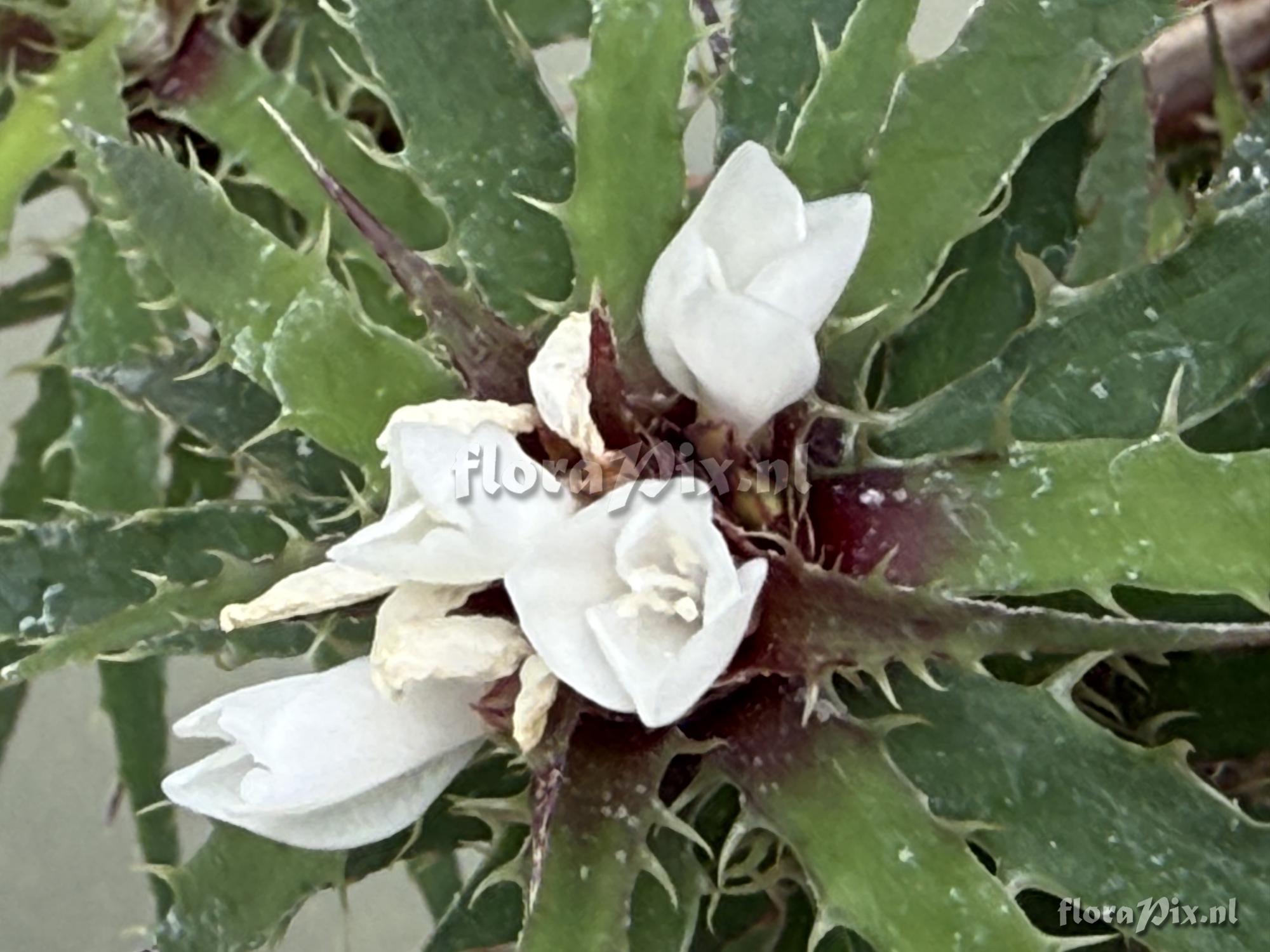 Rokautskyia microglazioui