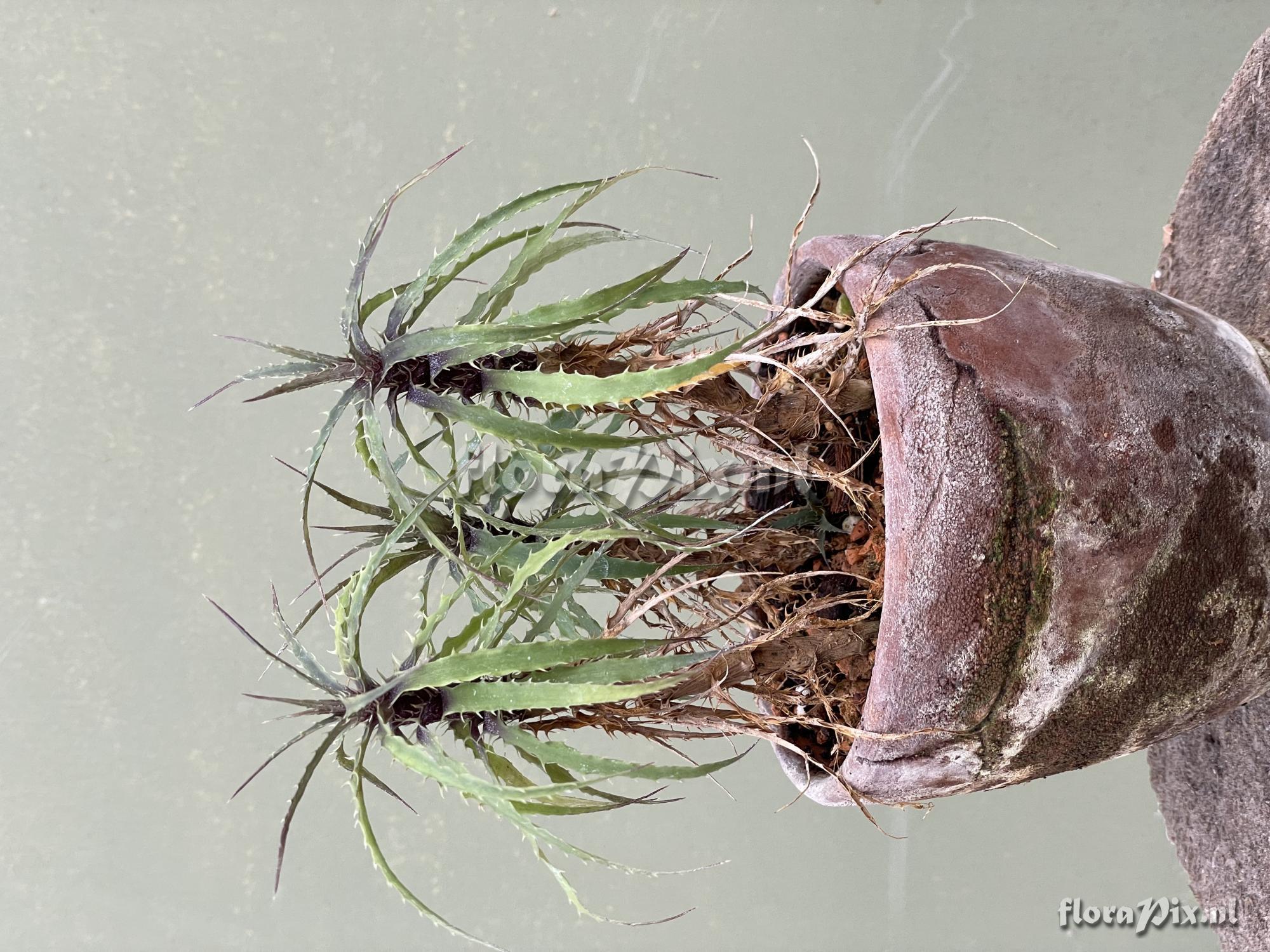 Rokautskyia microglazioui